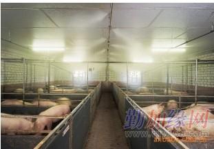 巴馬香豬噴霧消毒降溫與濕度調(diào)節(jié)設(shè)備供應(yīng)商全解析